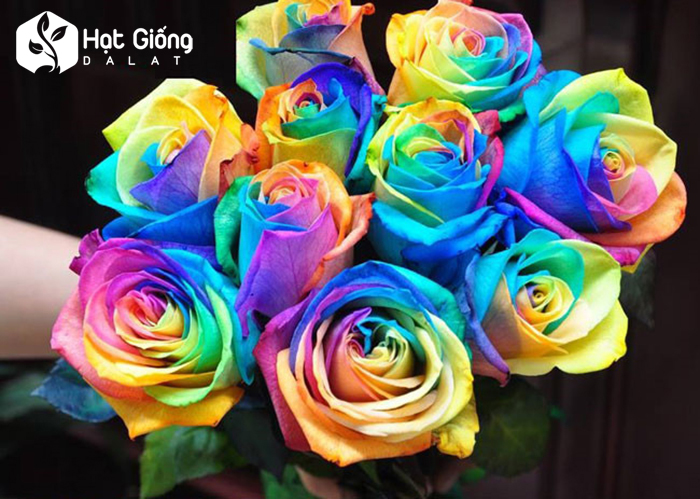 Hạt giống hoa hồng bảy màu