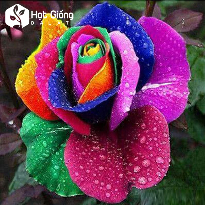 Hạt giống hoa hồng bảy màu