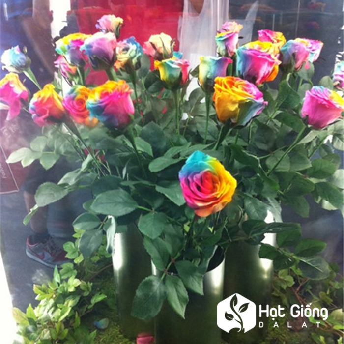 Hạt giống hoa hồng bảy màu