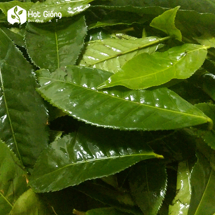 Hạt giống trà xanh