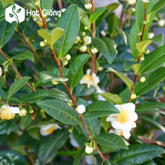 Hạt giống trà xanh