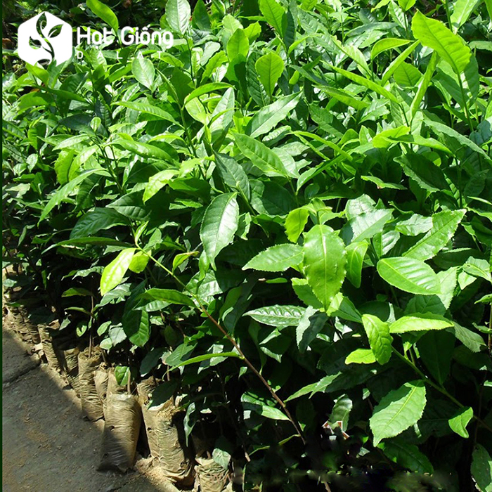 Hạt giống trà xanh
