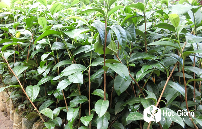 Hạt giống trà xanh