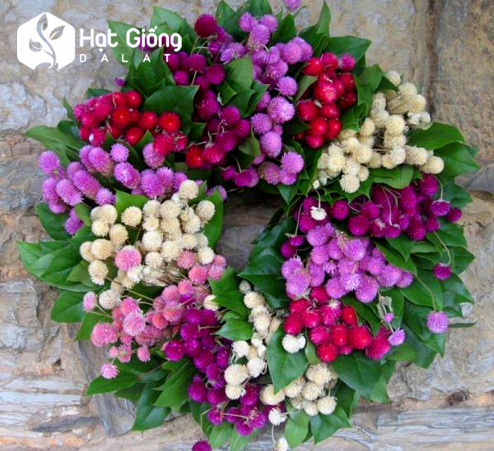 hạt giống cúc nút áo