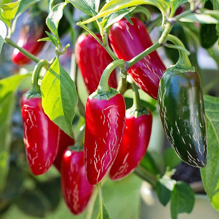 độ cay của ớt việt nam