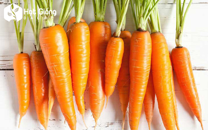 Hạt giống cà rốt