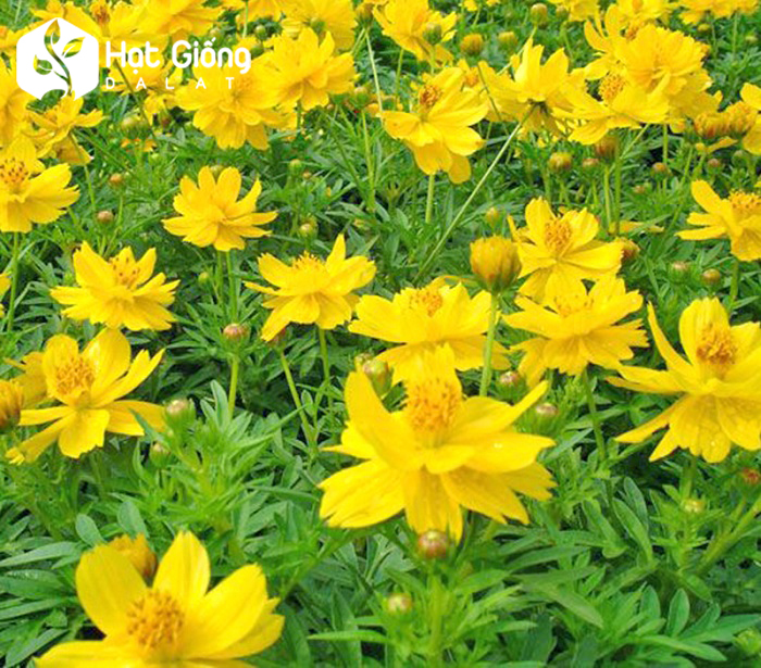Hạt giống hoa cánh bướm