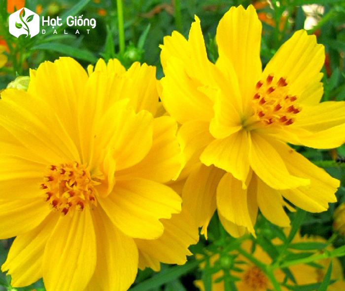 Hạt giống hoa cánh bướm