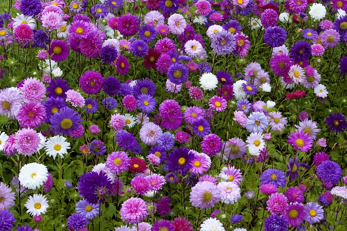 Hướng dẫn trồng và chăm sóc Hoa Cúc 7 màu cho hoa nở siêu đẹp
