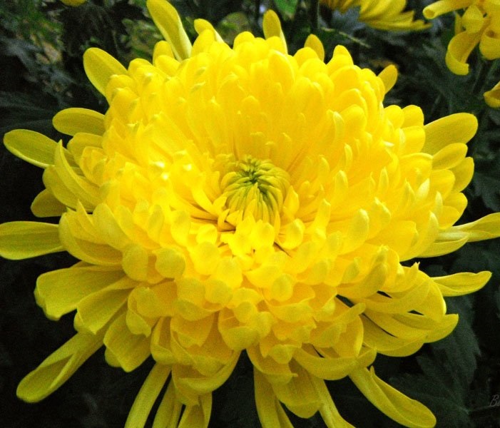 Ý nghĩa hoa cúc vàng  Sắc vàng nồng ấm đem đến nhiều điều tốt lành  Vườn  Hoa Tươi