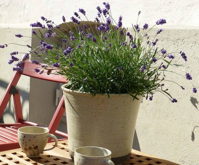 Hoa lavender trang trí