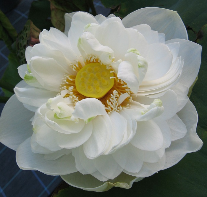 Hoa sen không chỉ là một loài hoa đẹp mà còn mang hàm ý về sự tinh tế và thiêng liêng. Hãy tìm hiểu về ý nghĩa của loài hoa tuyệt đẹp này bằng cách chiêm ngưỡng những bức ảnh đầy ý nghĩa.
