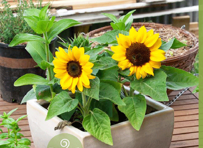 hạt giống hoa hướng dương lùn đơn