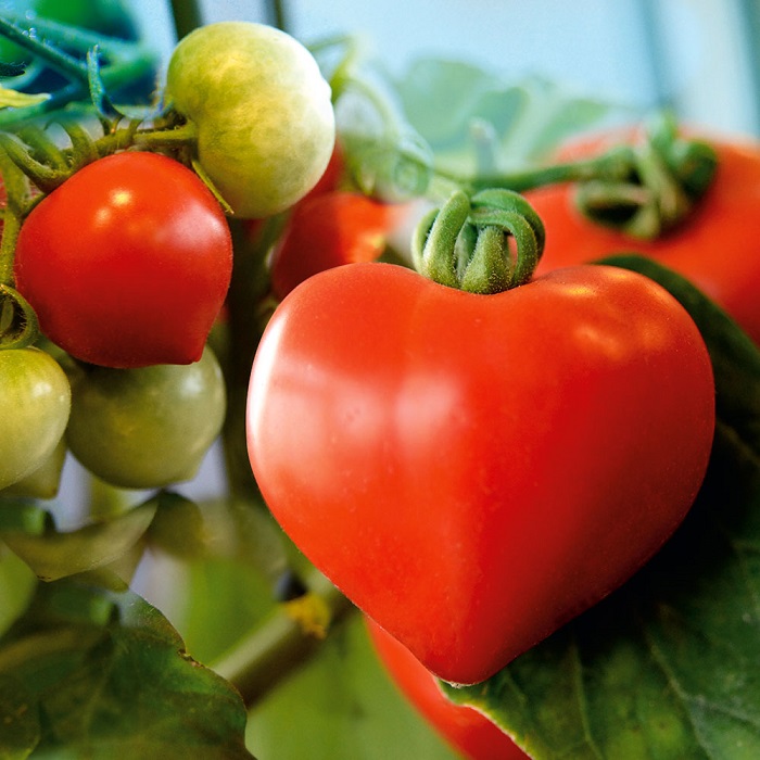 Bật mí những lý do nên trồng cà chua tại nha