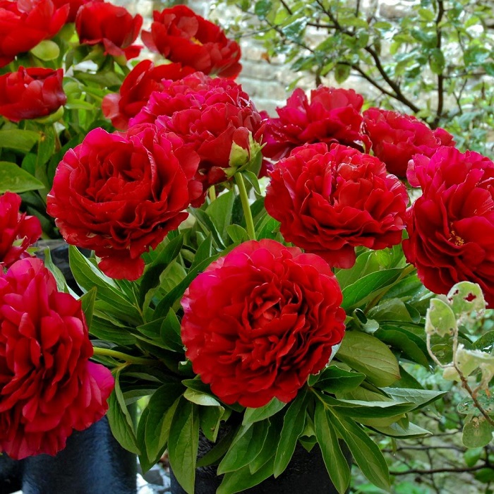 Bó hoa mẫu đơn màu hồng đẹp 30 bông - Hoa tươi nhập khẩu Hà Nội