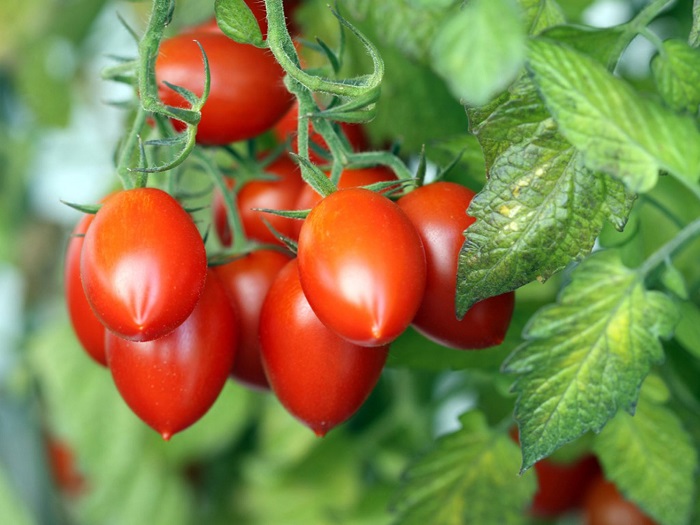 Giải đáp: Cà Chua trồng tháng mấy và cách trồng cà chua đúng kĩ thuật đạt năng suất