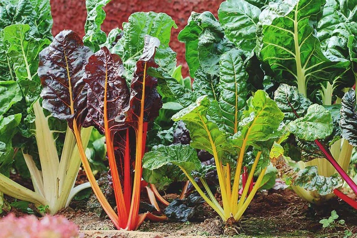 Bật mí 5 loại rau củ giàu dưỡng chất nên gieo trồng tại nhà