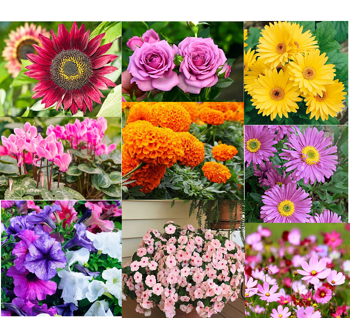 Top 10 hạt giống hoa dễ trồng, dễ chăm sóc, nở quanh năm cho người đam mê hoa đẹp