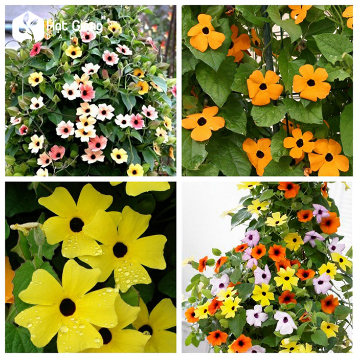 Mách bạn các loài hoa đẹp dễ trồng trong vườn nhà tuyệt đẹp