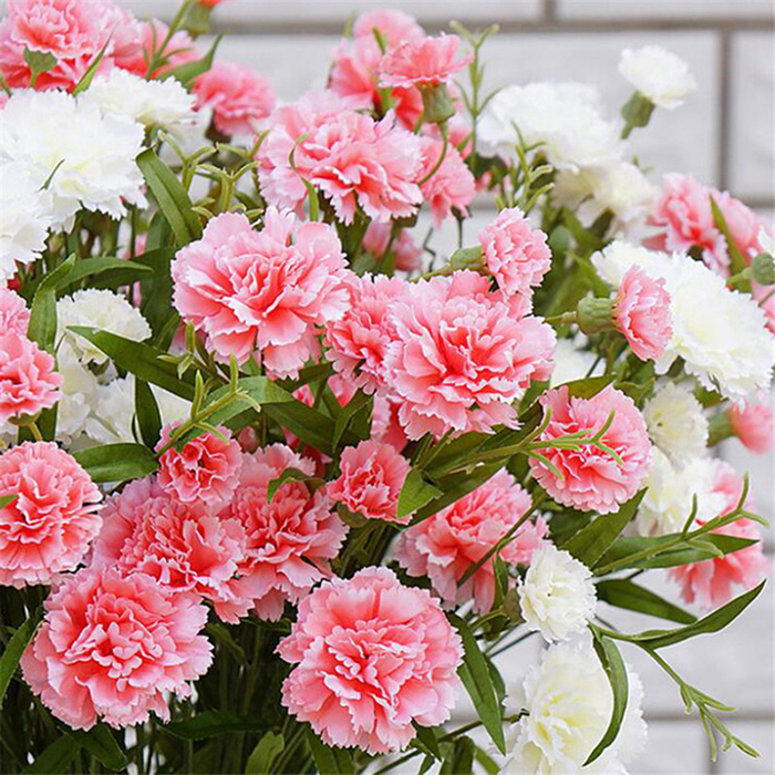 Hình ảnh hoa Cẩm Chướng đẹp nhất  Ảnh hoa đẹp