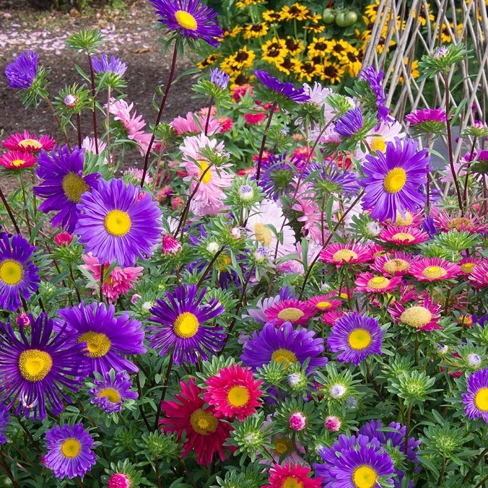 Hướng dẫn trồng và chăm sóc Hoa Cúc 7 màu cho hoa nở siêu đẹp