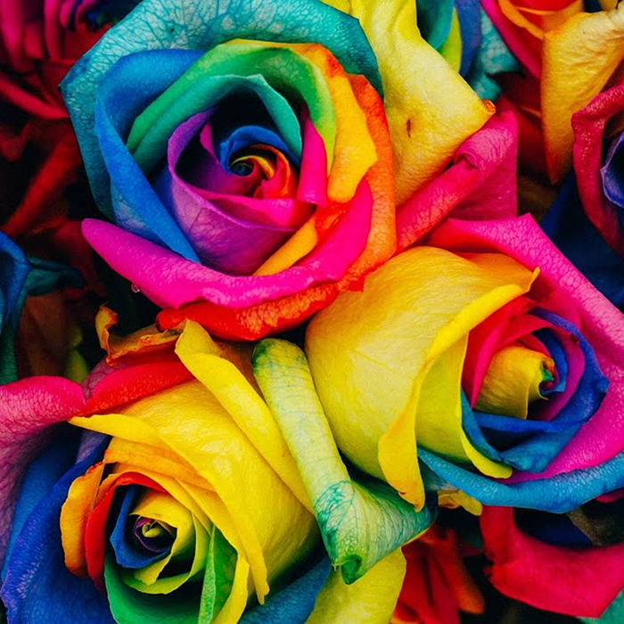 Hình ảnh đẹp nhất của hình ảnh hoa hồng 7 màu với nhiều kiểu dáng và phông nền đẹp mắt