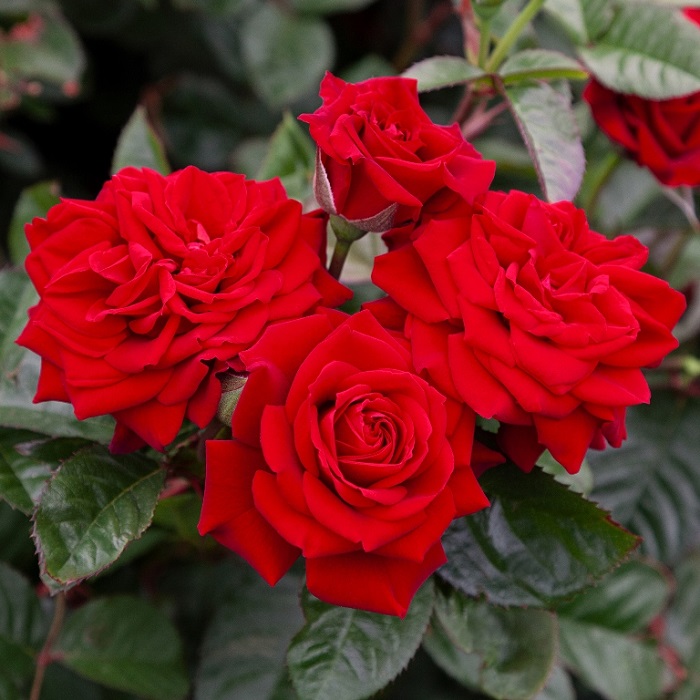 Ý nghĩa hoa hồng đỏ - nên tặng hoa hồng đỏ vào những dịp nào trong năm?