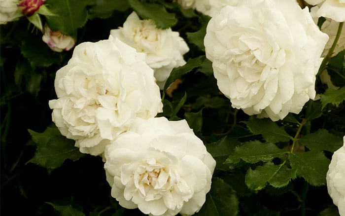Ý nghĩa hoa hồng trắng - loài hoa tinh khiết được dành tặng vào những dịp lễ quan trọng
