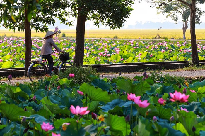 Hoa sen nở vào mùa nào và những địa danh hồ sen đẹp nhất Việt Nam du lịch không thể bỏ qua