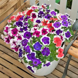 Hạt Giống Hoa Dạ Yến Thảo Viền - 20 Hạt