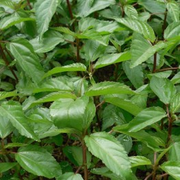 Hạt Giống Rau Đay Đỏ - 10 Gram