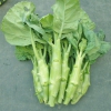 Hạt Giống Rau Cải Ngồng Làn Khổng Lồ Thái -5Gram