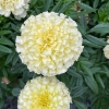 Hạt Giống Hoa Vạn Thọ Ivory F1 - 10 Hạt