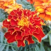 Hạt Giống Hoa Vạn Thọ Pháp Alaska Scrlet F1 - 20 Hạt