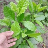 Hạt Giống Cải Trời - 100 Hạt