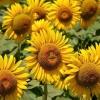 Hạt Giống Hoa Hướng Dương Mặt Cười - 10 Hạt